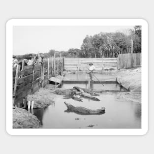 Florida Alligator Show, 1904. Vintage Photo Sticker